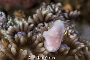 Puffer filefish among corals by Michal Stros 